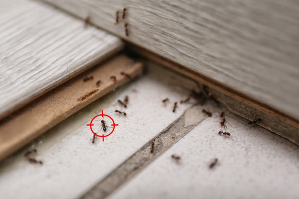 Best Best Pest Control Companies  in Newark, NY
