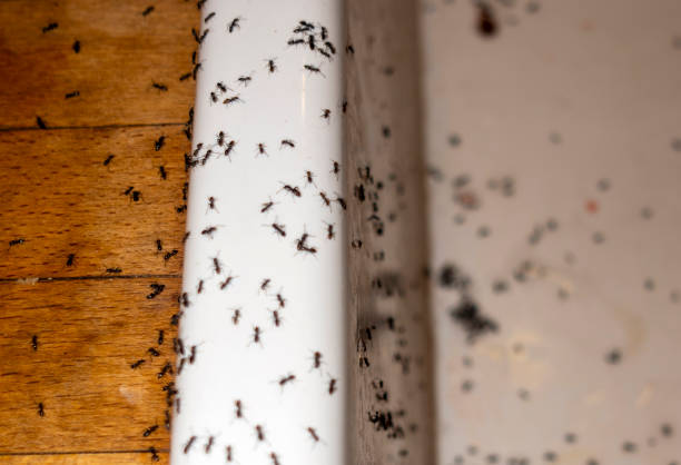 Pest Prevention Services in Newark, NY
