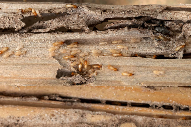 Best Insect Control  in Newark, NY