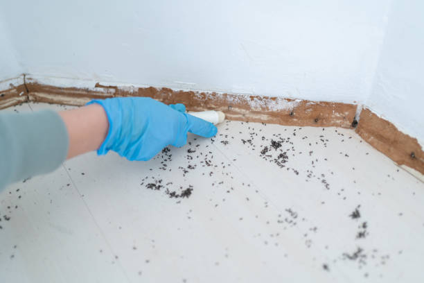 Best Local Pest Control Services  in Newark, NY